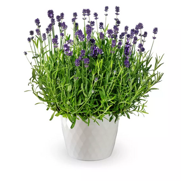 Лаванда Scent Mini Blue  pro-Scentminiblue-1000 фото