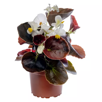 Бегонія Bada Boom Swift White New2027 pro-BadaBoomSwiftWhite-1000seed фото