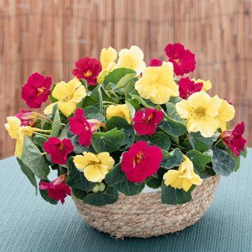 Настурція Baby Lemon Raspberry New2027 pro-BabyLemonRaspberry-1000 фото