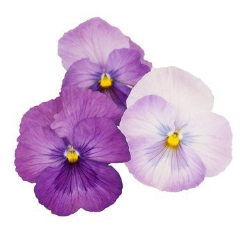Вiола Premier Lavender Shades Imp pro-PremierLavenderS-1000 фото