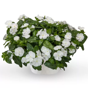 Вінка Cora Cascade XDR White pro-vincorcaswhi-500 фото