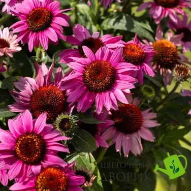 Эхинацея Prairie Splendor Compact Dark Rose PrairieSplendorCompactDarkRose фото
