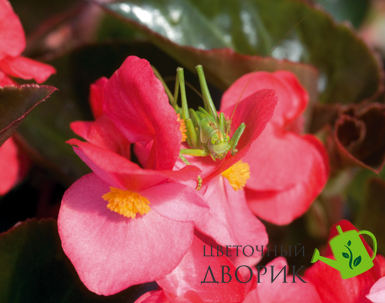 Бегонiя Big F1 Rose Bronze Leaf BigRoseBrLeaf фото
