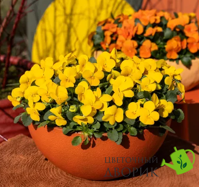 Виола рогатая Penny Pro F1 Yellow pro-PennyYellow-1000 фото