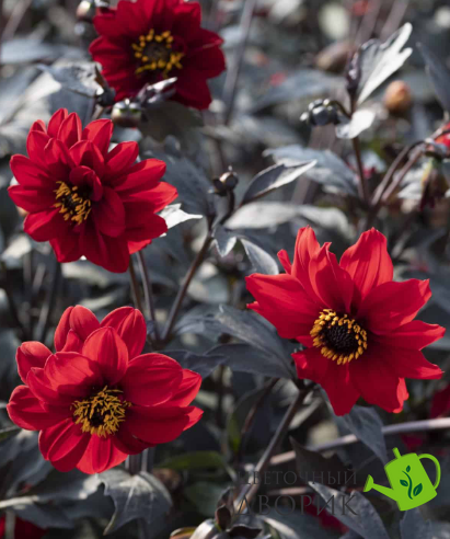 Жоржина Black Forest Ruby New2027 pro-BlackForestRuby-1000 фото