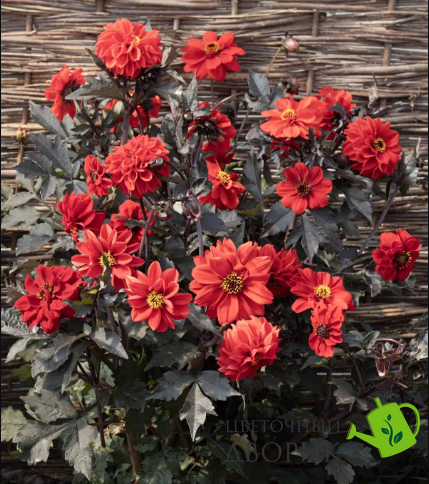 Жоржина Black Forest Ruby New2027 pro-BlackForestRuby-1000 фото