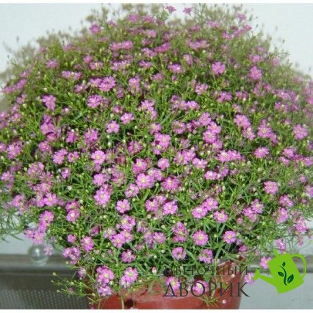 Гипсофила Gypsy Pink pro-gipgyppin-1000dr фото