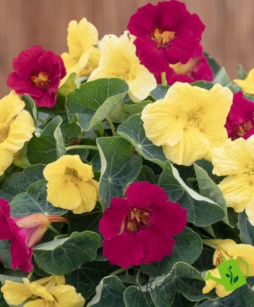 Настурція Baby Lemon Raspberry New2027 pro-BabyLemonRaspberry-1000 фото