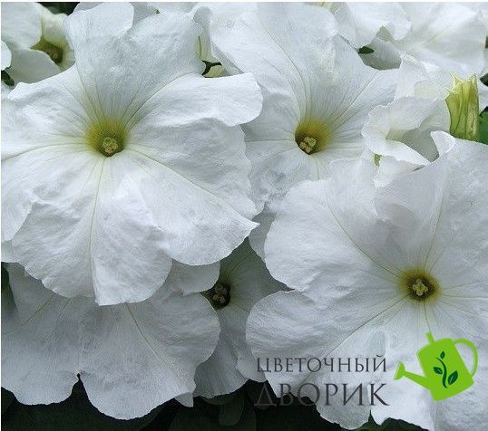 Петунія Limbo F1 White LimboWhite фото