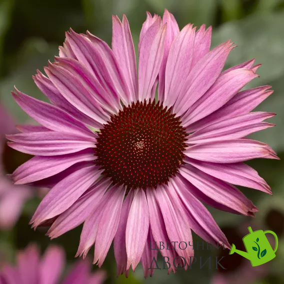 Эхинацея Prairie Splendor Compact Dark Rose PrairieSplendorCompactDarkRose фото