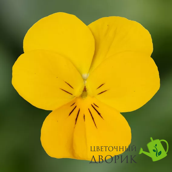Виола рогатая Penny Pro F1 Yellow pro-PennyYellow-1000 фото