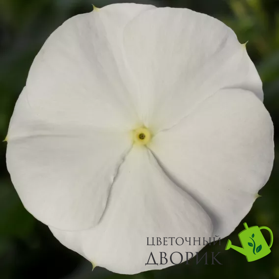 Вінка Cora Cascade XDR White pro-vincorcaswhi-500 фото