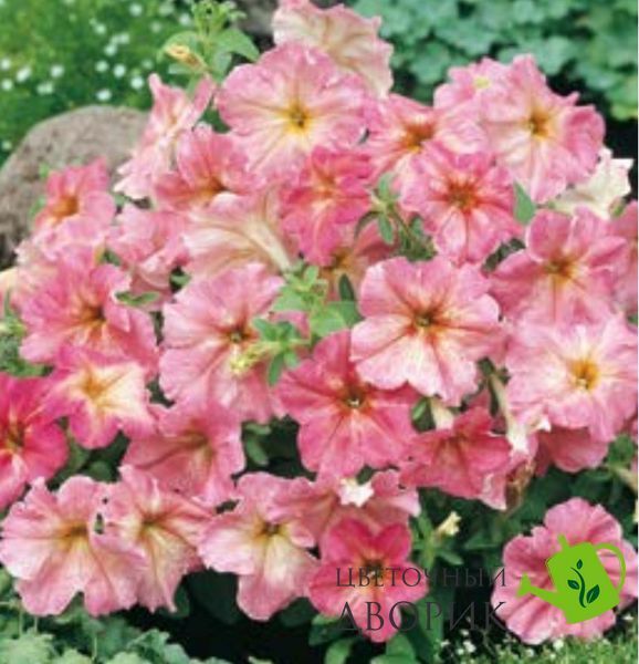 Петуния Dolce F1 Fragolino Dolcefragolino фото