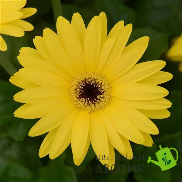 Гербера Colorbloom Yellow with Dark Eye pro-gercolyelwitdareye-100 фото
