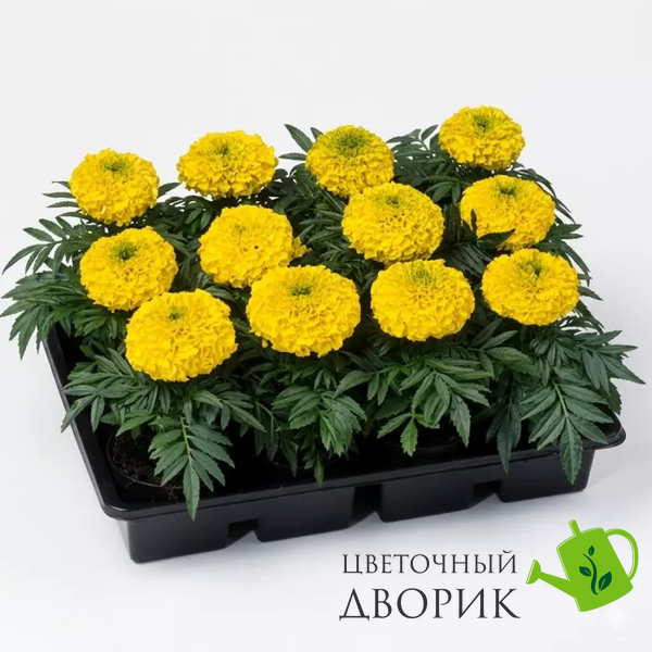 Тагетес Antigua F1 Yellow AntiguaYellow фото