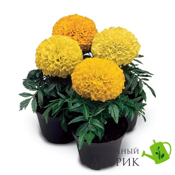 Тагетес Antigua F1 Yellow AntiguaYellow фото