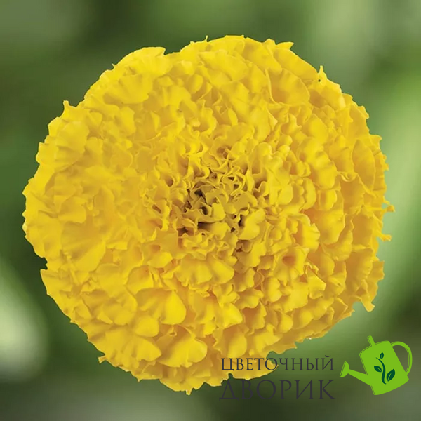 Тагетес Antigua F1 Yellow AntiguaYellow фото