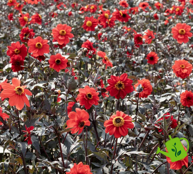 Жоржина Black Forest Ruby New2027 pro-BlackForestRuby-1000 фото