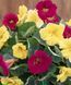 Настурція Baby Lemon Raspberry New2027 pro-BabyLemonRaspberry-1000 фото 2