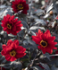 Жоржина Black Forest Ruby New2027 pro-BlackForestRuby-1000 фото 2
