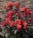 Жоржина Black Forest Ruby New2027 pro-BlackForestRuby-1000 фото 3