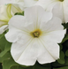 Петунія Falcon White F1 FalconWhite фото 1
