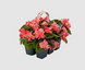Бегонiя Big F1 Rose Bronze Leaf BigRoseBrLeaf фото 4