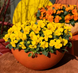 Виола рогатая Penny Pro F1 Yellow pro-PennyYellow-1000 фото 3