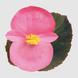 Бегонiя Big F1 Rose Bronze Leaf BigRoseBrLeaf фото 2