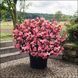 Бегонiя Big F1 Rose Bronze Leaf BigRoseBrLeaf фото 1