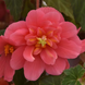 Бегонiя Sun Dancer Pink SunDancerPink фото 2