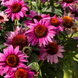 Эхинацея Prairie Splendor Compact Dark Rose PrairieSplendorCompactDarkRose фото 4