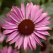Эхинацея Prairie Splendor Compact Dark Rose PrairieSplendorCompactDarkRose фото 2