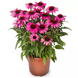 Эхинацея Prairie Splendor Compact Dark Rose PrairieSplendorCompactDarkRose фото 1