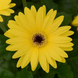 Гербера Colorbloom Yellow with Dark Eye pro-gercolyelwitdareye-100 фото 2