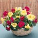 Настурція Baby Lemon Raspberry New2027 pro-BabyLemonRaspberry-1000 фото 1
