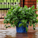 Плектрантус Silver Crest SilverCrest фото 1