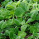 Плектрантус Silver Crest SilverCrest фото 2