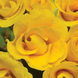 Примула Primlet Golden Shades pro-PrimletGoldenShades-100 фото 1