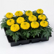 Тагетес Antigua F1 Yellow AntiguaYellow фото 4