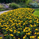 Тагетес Antigua F1 Yellow AntiguaYellow фото 5