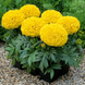 Тагетес Antigua F1 Yellow AntiguaYellow фото 1