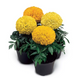 Тагетес Antigua F1 Yellow AntiguaYellow фото 2