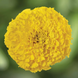 Тагетес Antigua F1 Yellow AntiguaYellow фото 3