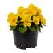 Виола рогатая Penny Pro F1 Yellow pro-PennyYellow-1000 фото 1