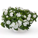 Вінка Cora Cascade XDR White pro-vincorcaswhi-500 фото 1